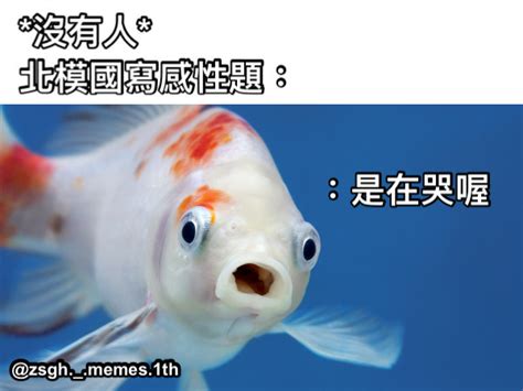 金魚梗圖 六帝錢擺法